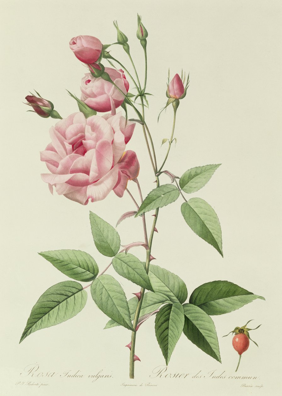 Rosa Indica Vulgaris af Pierre Joseph Redouté