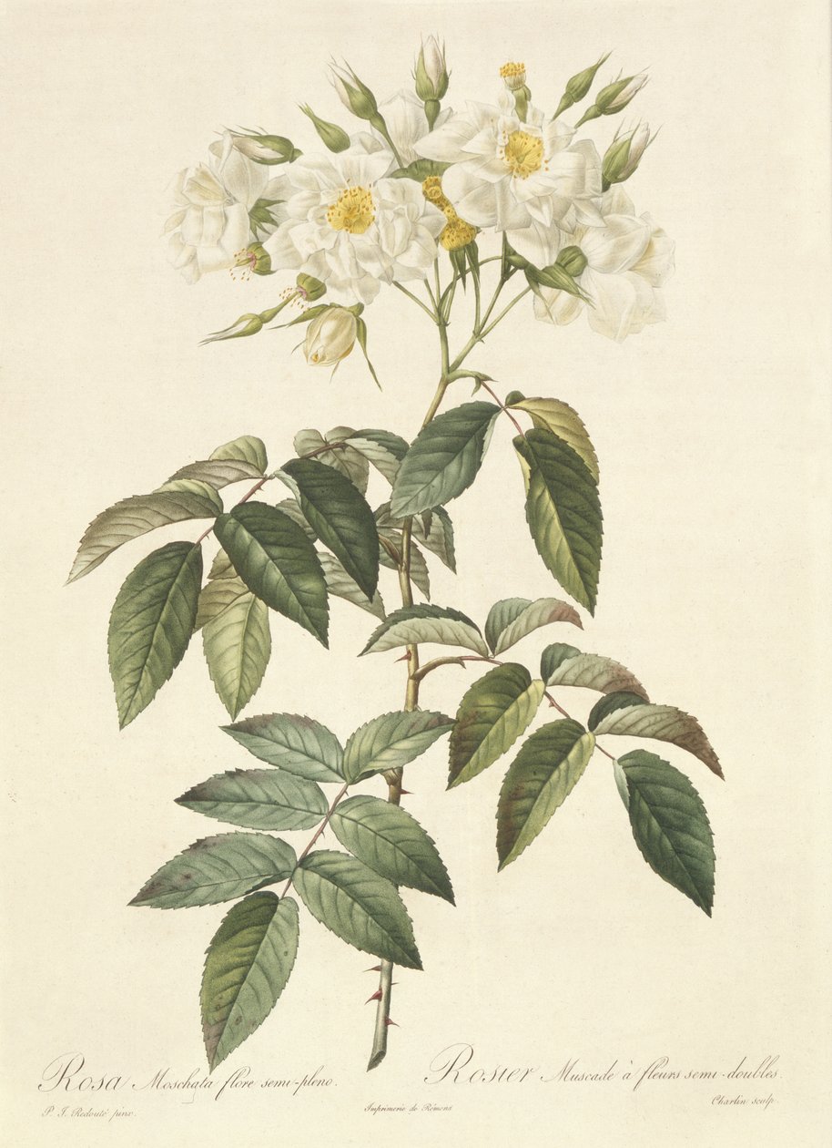 Rosa Moschata Flora Semi-Pleno af Pierre Joseph Redouté