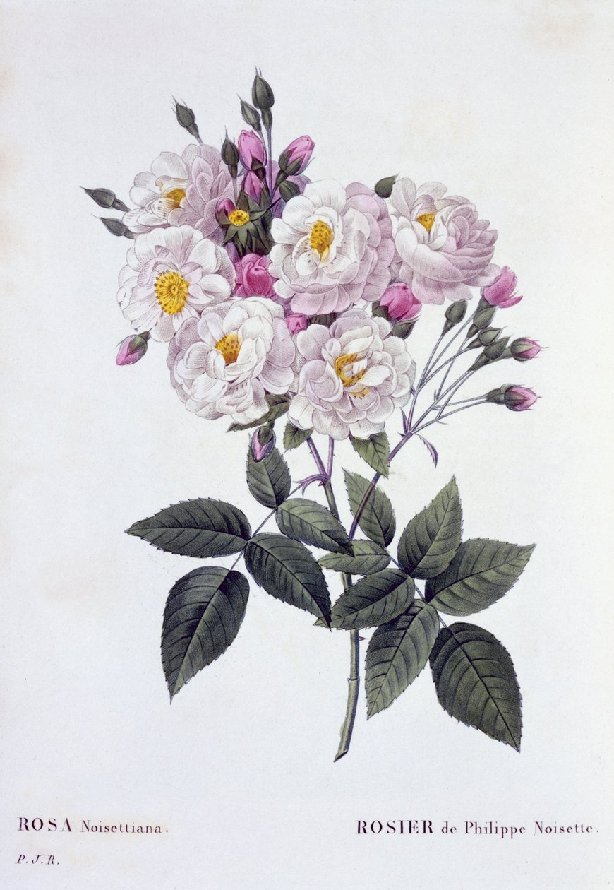 Rosa Noisettiana, udgivet 1824-26 (stikstik) af Pierre Joseph Redouté