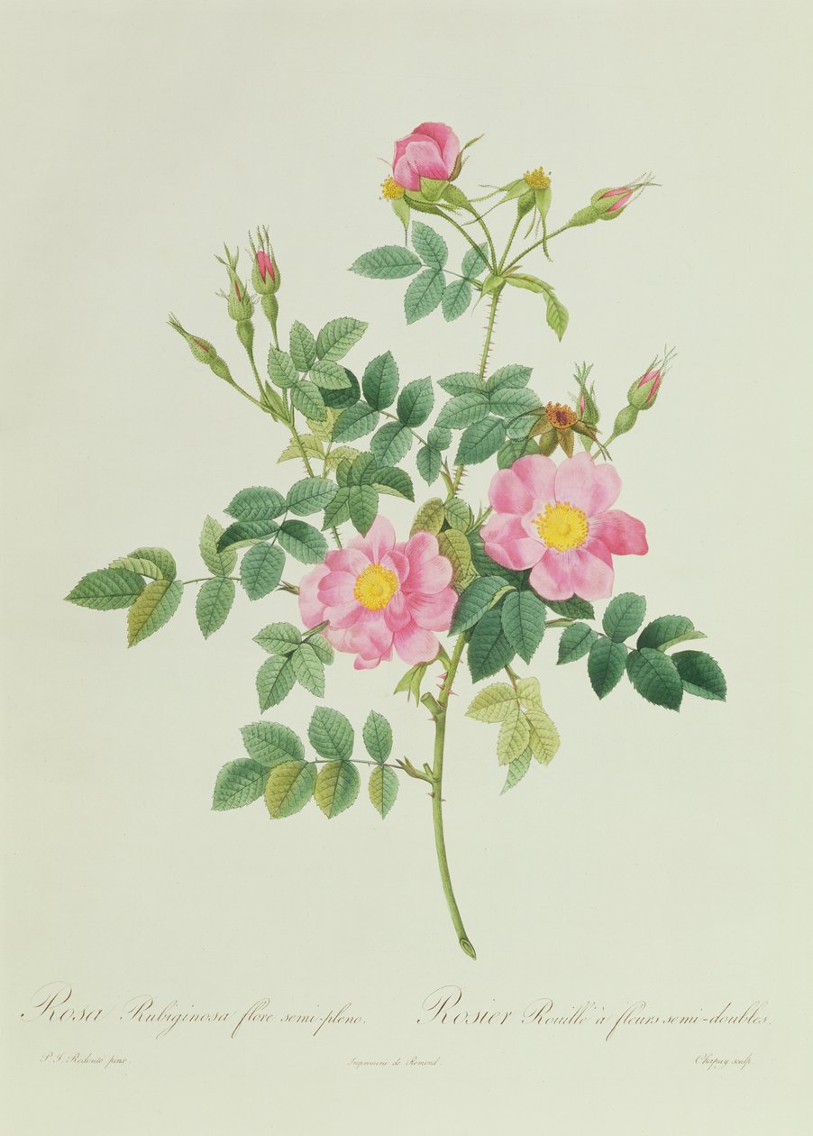 Rosa Rubiginosa Flore Semi-Pleno af Pierre Joseph Redouté