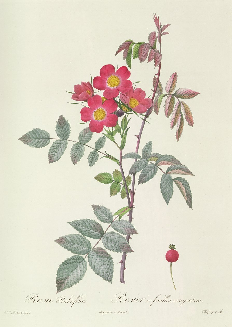 Rosa Rubrifolia af Pierre Joseph Redouté