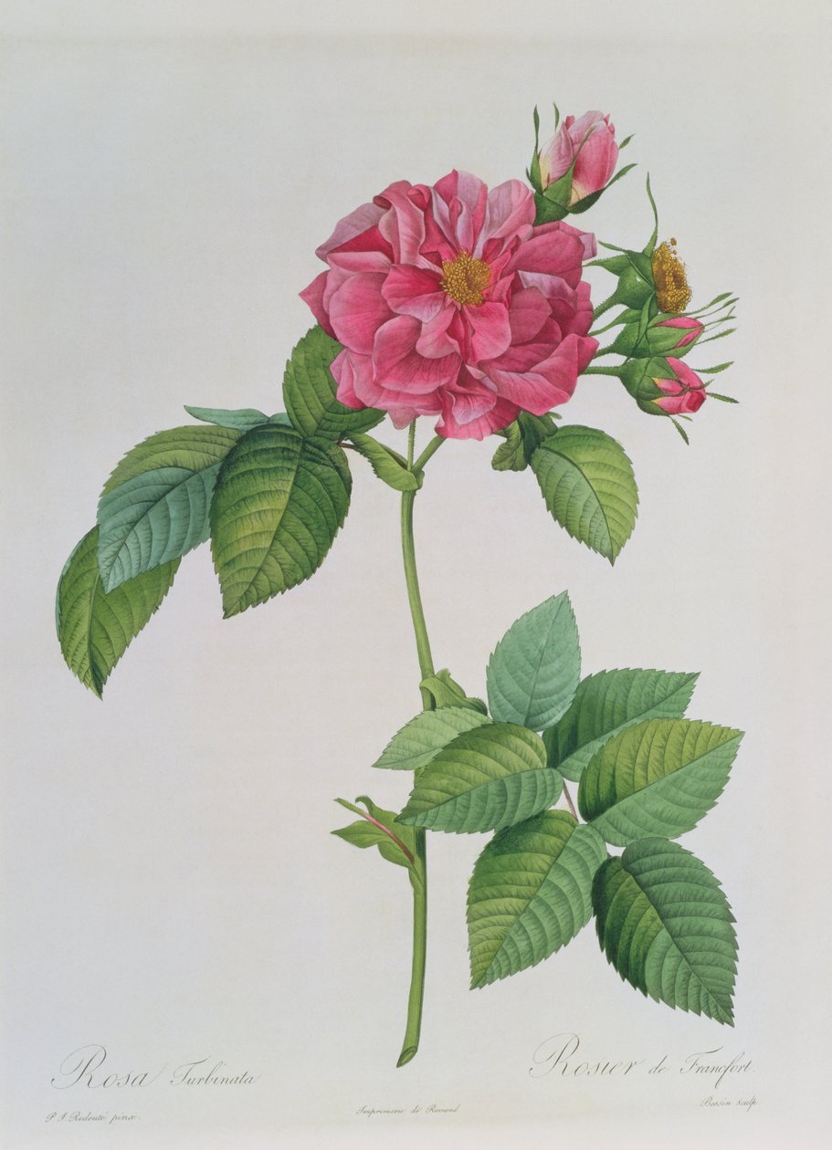 Rosa Turbinata, fra, Les Roses