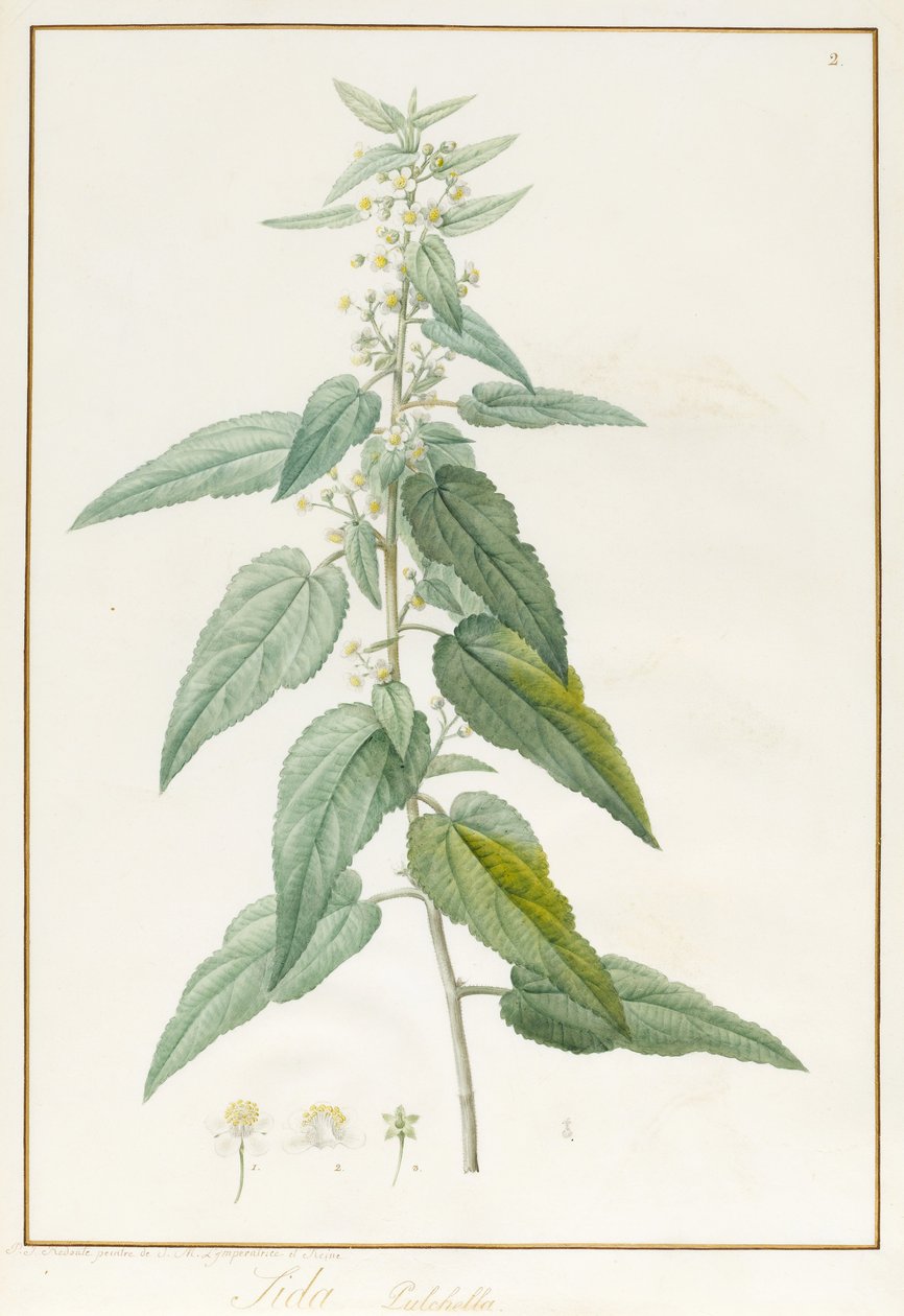 Sida Pulchella (grafit og wc på vellum) af Pierre Joseph Redouté