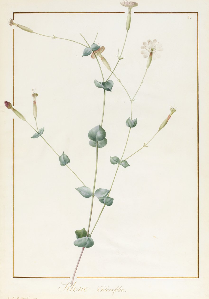 Silene Chloraefolia, 1810 (wc og kropsfarve over grafit på vellum) af Pierre Joseph Redouté