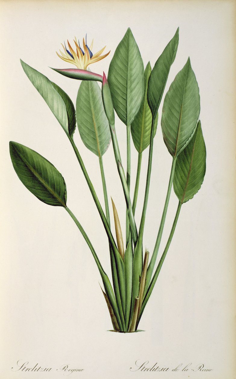 Strelitzia Reginae, fra 