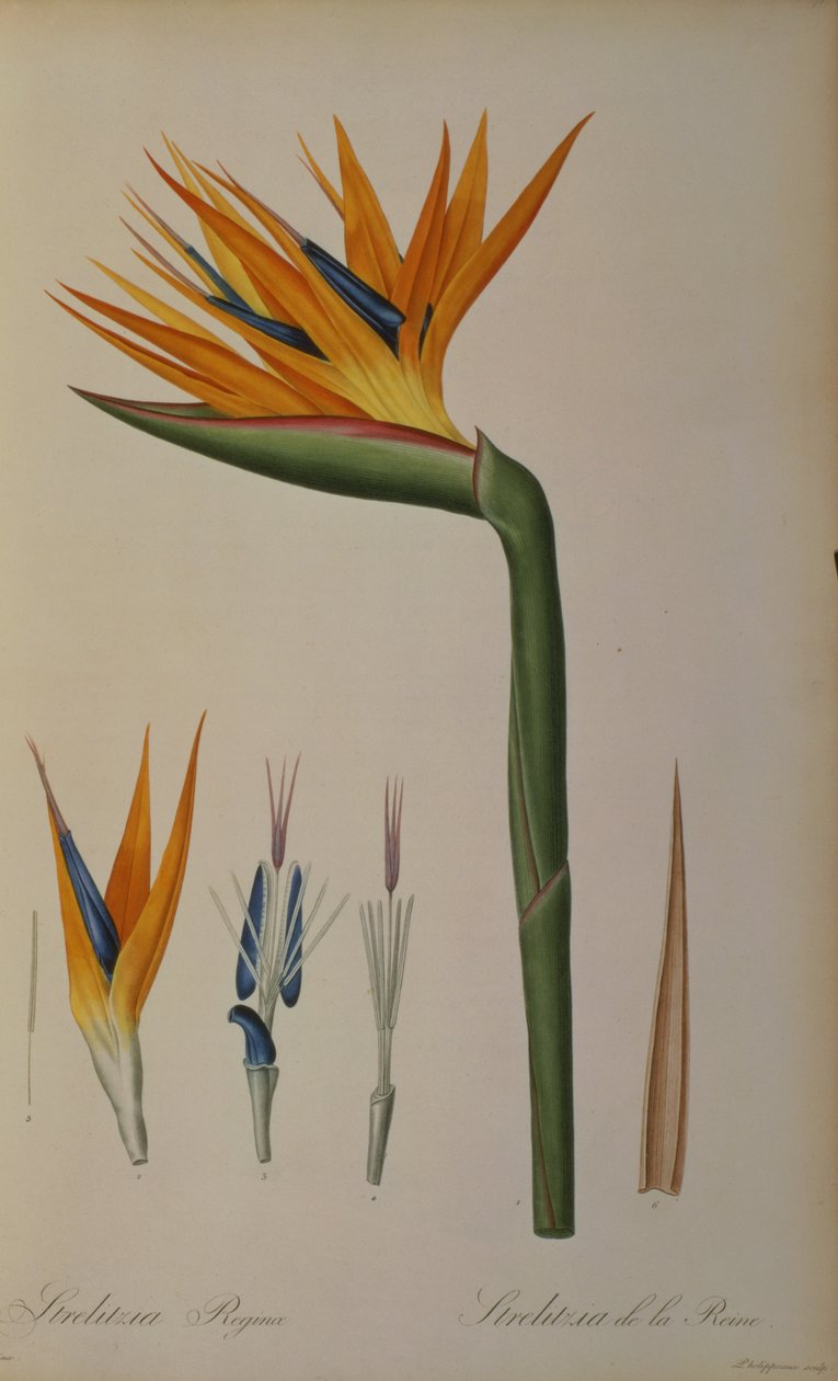 Dronning Strelitzia, fra 