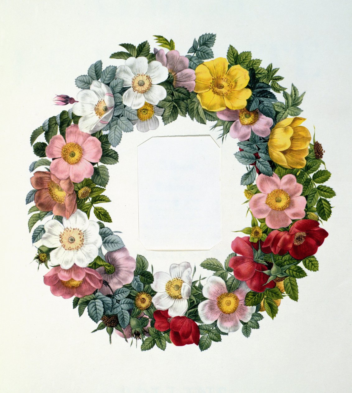 Rosenkrans, Frontispice til "Les Roses", 1817 af Pierre Joseph Redouté