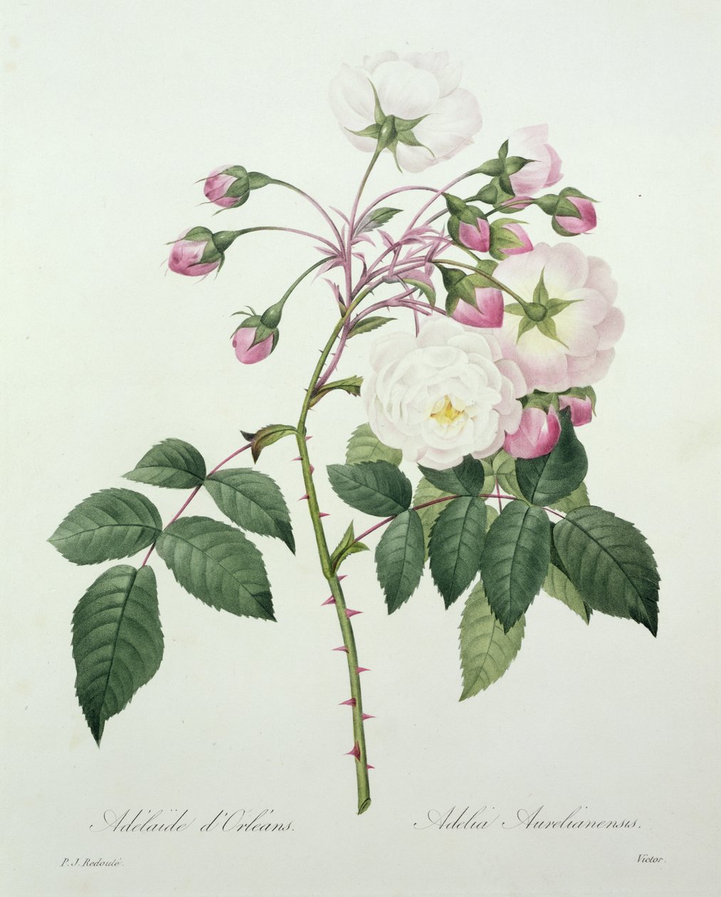 Adelia aurelianensis, graveret af Victor, fra 