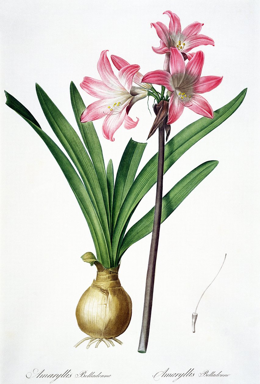 Amaryllis Belladonna, fra "Les Liliacees", graveret af de Gouy, 1802-16 af Pierre Joseph Redouté