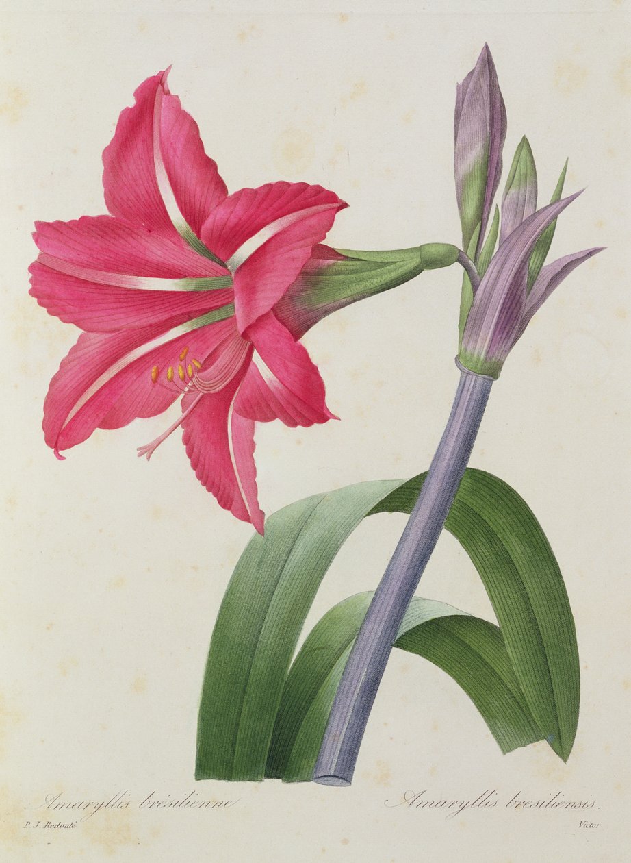 Amaryllis bresiliensis (brasiliansk amaryllis), graveret af Victor, fra 