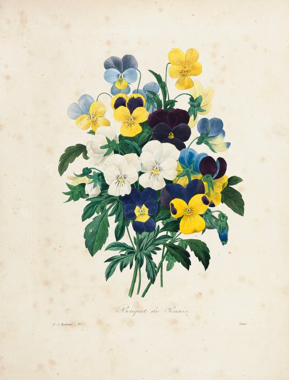 Buket stedmoderblomster, graveret af Victor, fra 