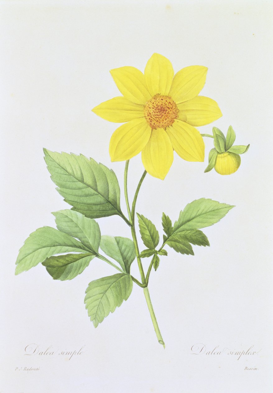 Dalea simplex, graveret af Bessin, fra "Choix des Plus Belles Fleurs", 1827-33 af Pierre Joseph Redouté