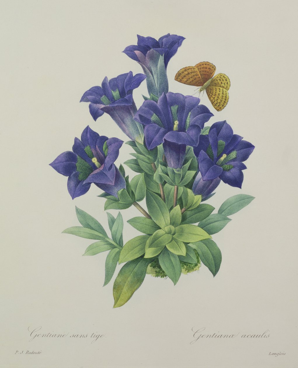 Gentiana acaulis (trompet-ensian), graveret af Langlois, fra "Choix des Plus Belles Fleurs", 1827 af Pierre Joseph Redouté