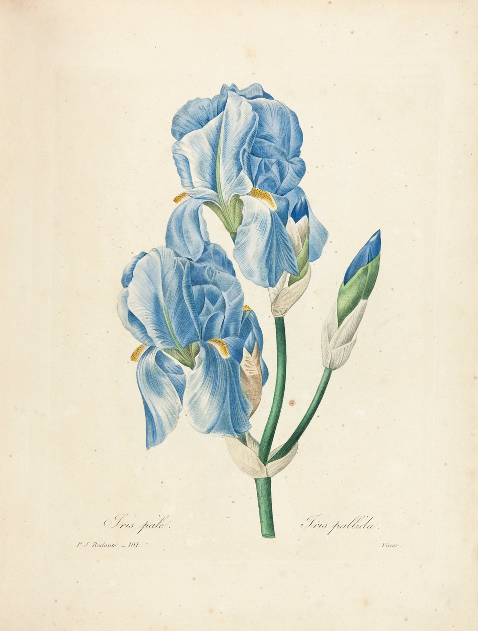 Iris Pallida, graveret af Victor, fra "Choix des Plus Belles Fleurs et des Plus Beaux Fruits", bd. II, 1827-33 af Pierre Joseph Redouté