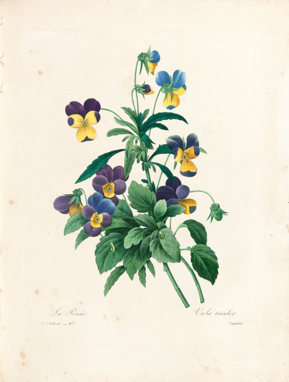 Stedmoderblomst, graveret af Langlois, fra 
