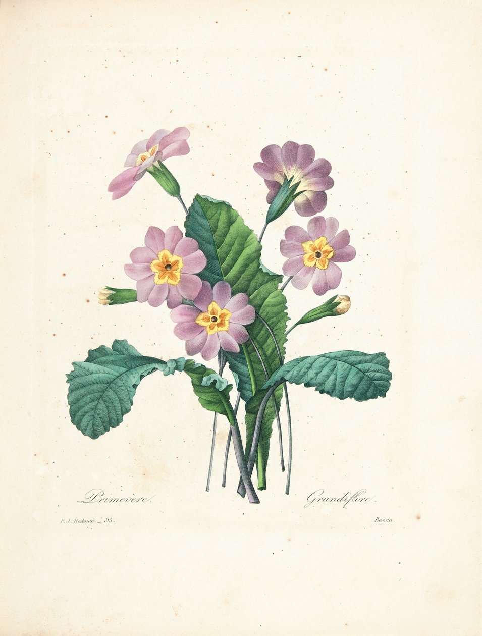 Primrose, graveret af Bessin, fra 