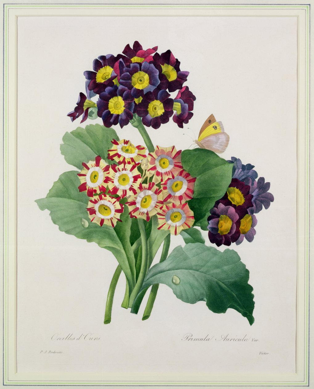 Primula auricula, graveret af Victor, fra 