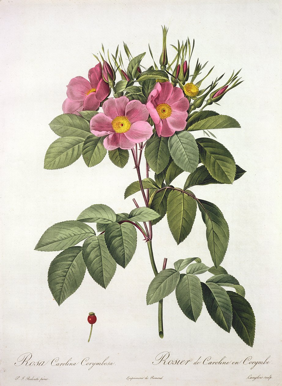 Rosa Carolina Corymbosa, graveret af Langlois, fra 