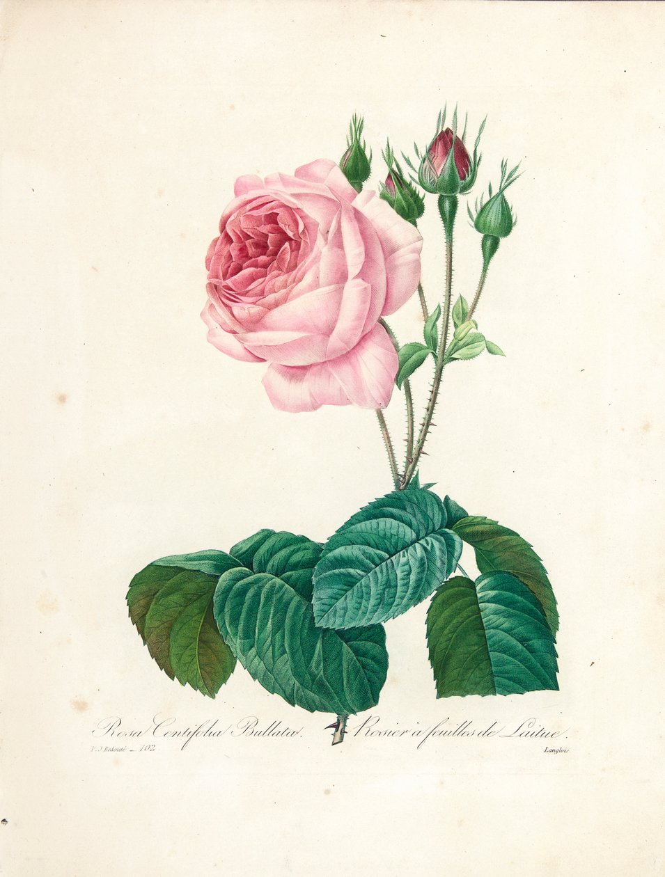 Rosa Centifolia Bullata, graveret af Langlois, fra 
