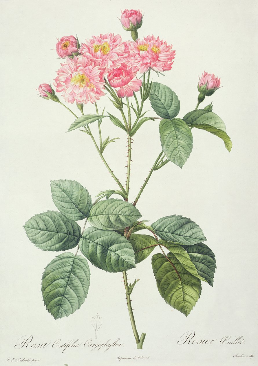 Rosa Centifolia Caryophyllea, graveret af Charlin, udgivet af Remond af Pierre Joseph Redouté