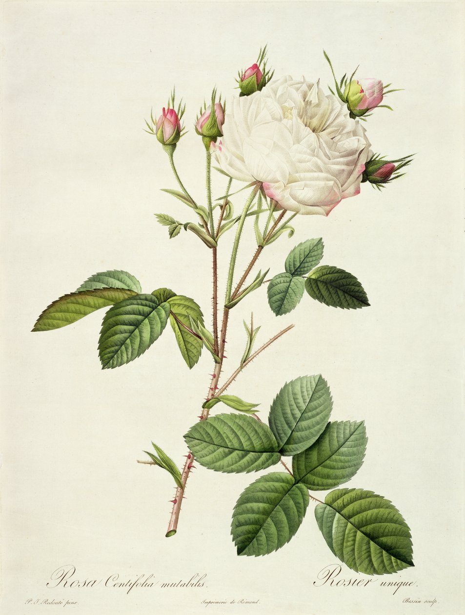 Rosa Centifolia Mutabilis, graveret af Bessin, udgivet af Remond af Pierre Joseph Redouté