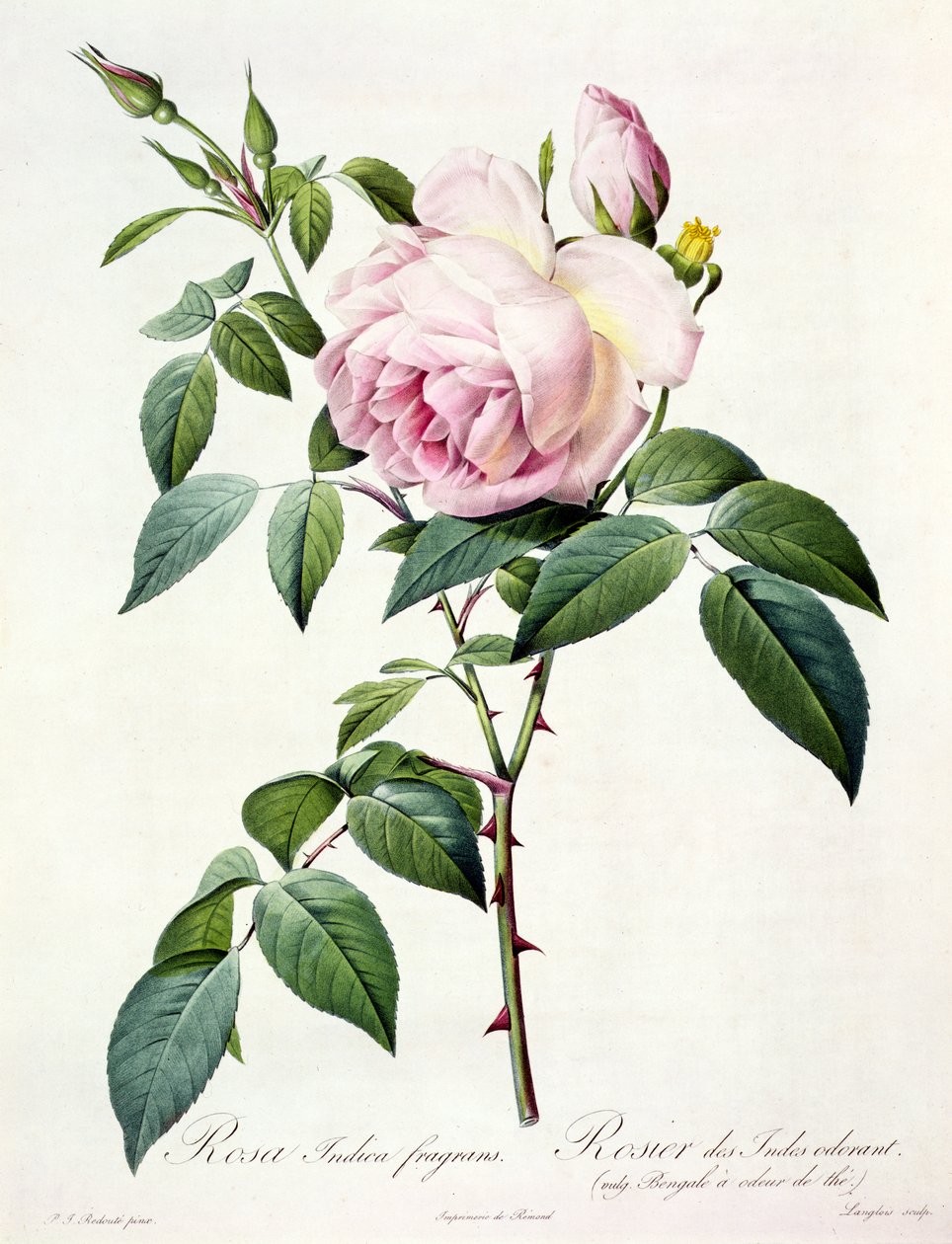 Rosa Indica Fragrans, graveret af Langlois, udgivet af Remond af Pierre Joseph Redouté
