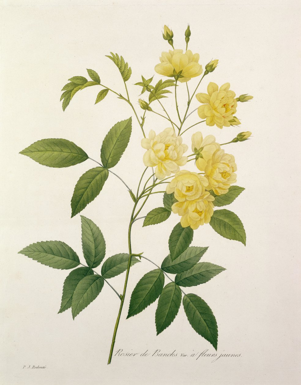 Rosa banksiae (Banks rose), fra 