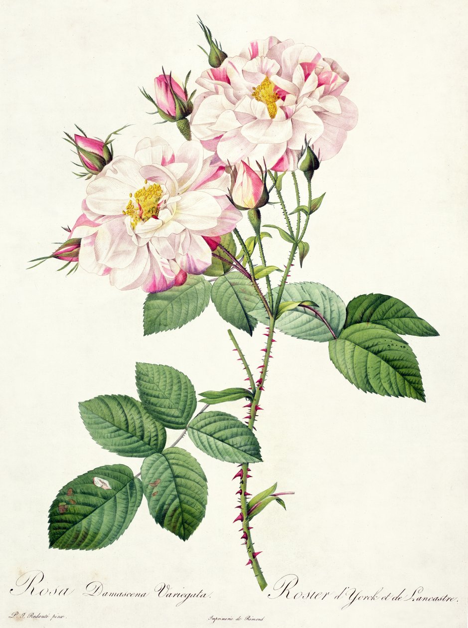 Rosa damascena variegata (York og Lancaster rose), graveret af Bessin, fra 