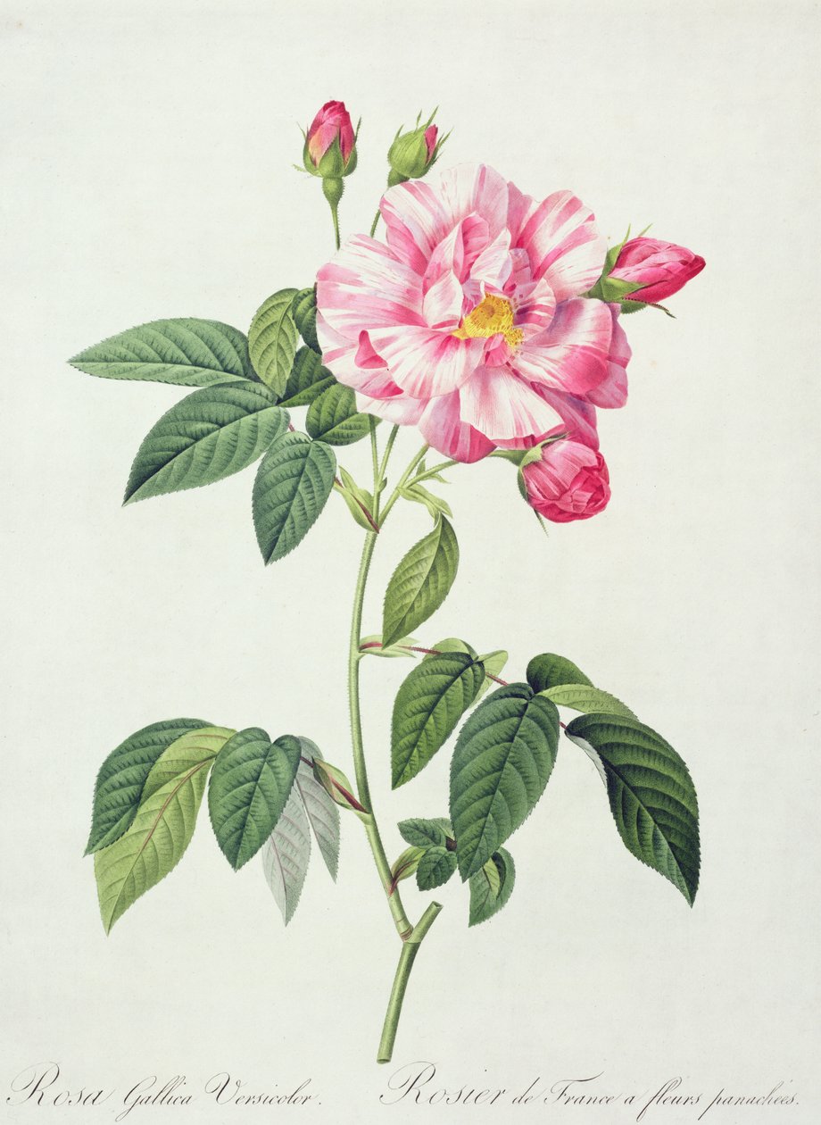 Rosa gallica versicolor (fransk rose), graveret af Langlois, fra 