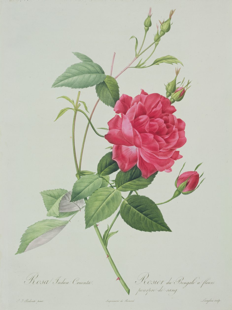 Rosa indica cruenta (blodrød bengalrose), graveret af Langlois, fra 