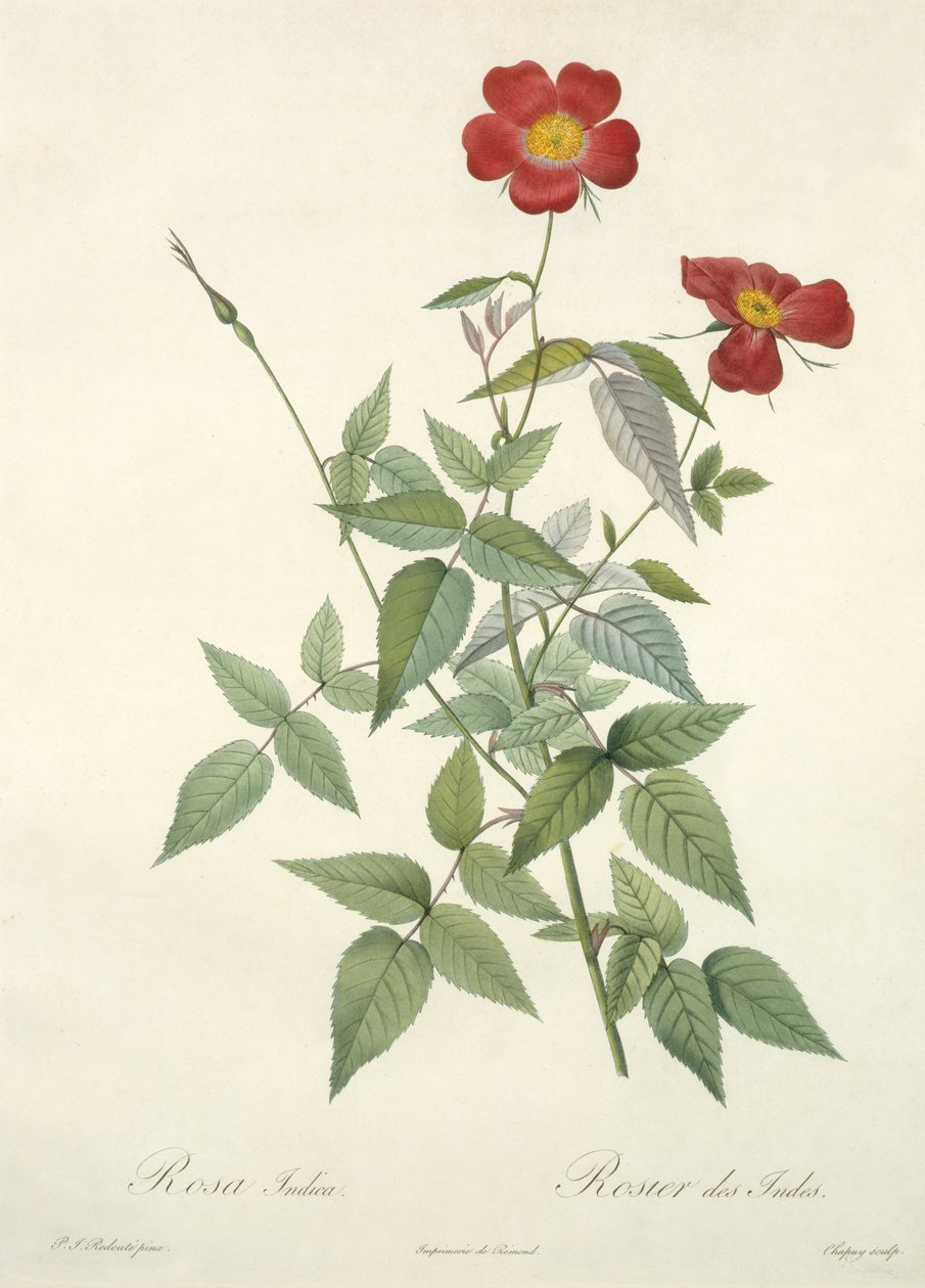 Rosa indica, graveret af Chapuy, fra 