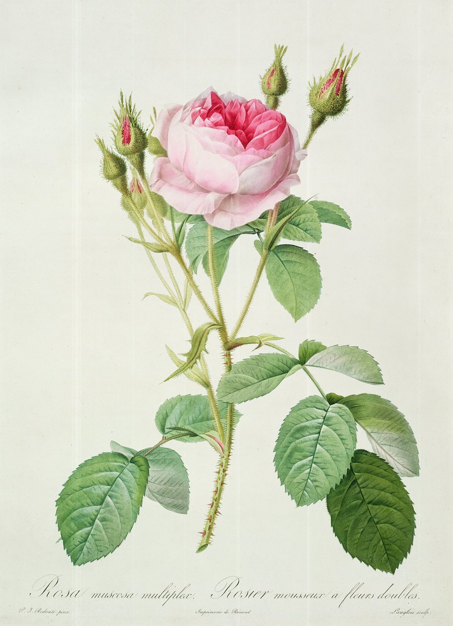 Rosa muscosa multiplex (dobbelt mosrose), graveret af Langlois, fra 