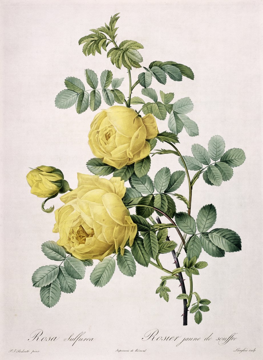 Rosa sulfurea, graveret af Langlois, fra "Les Roses", 1817-24 (farvet akvatint) af Pierre Joseph Redouté