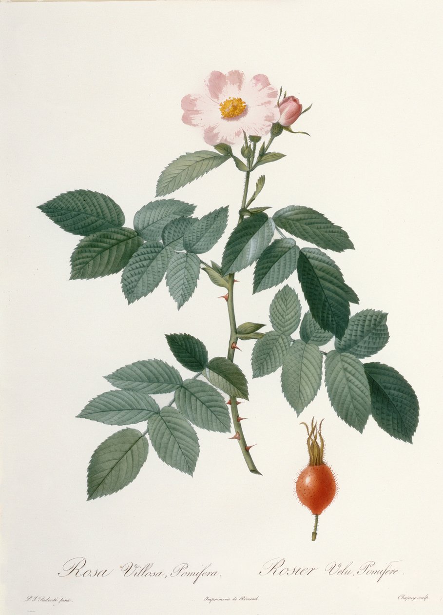 Rosa villosa, pomifera (æblerose), graveret af Chapuy, fra 