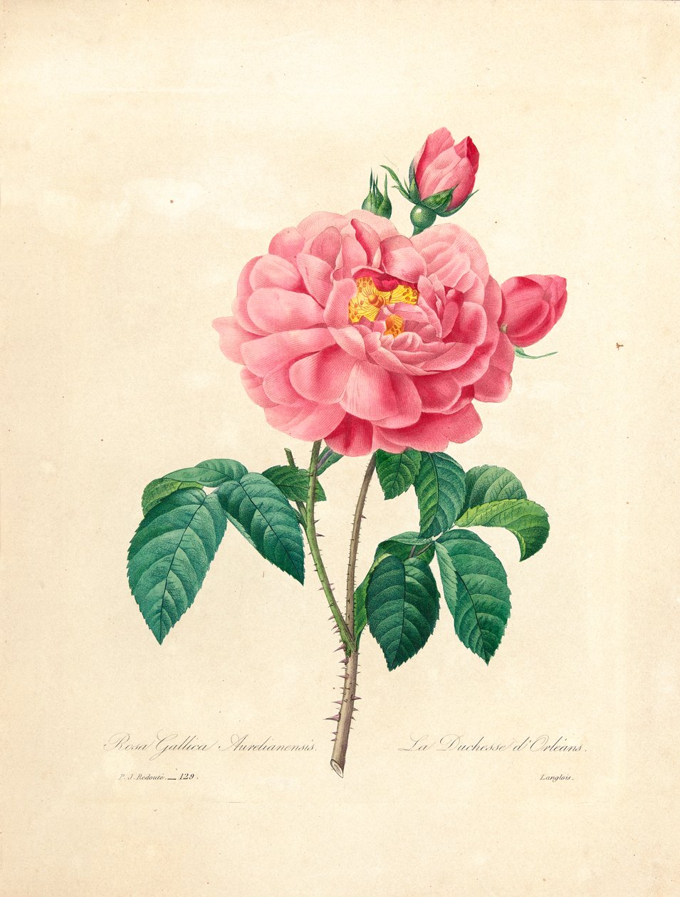 Rosen fra hertuginden af Orleans, graveret af Langlois, fra "Choix des Plus Belles Fleurs et des Plus Beaux Fruits", bd. I, 1827-33 af Pierre Joseph Redouté