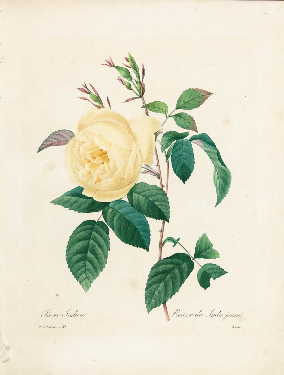 Gul Rosa Indica, graveret af Bessin, fra "Choix des Plus Belles Fleurs et des Plus Beaux Fruits", bd. I, 1827-33 af Pierre Joseph Redouté