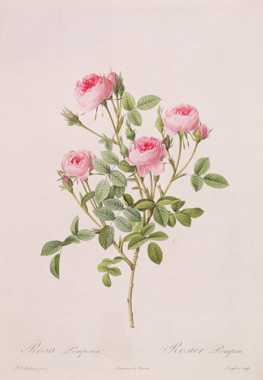 Rosa pomponia, graveret af Langlois, fra Les Roses, 1817-24 (farvet akvatint) af Pierre Joseph Redouté