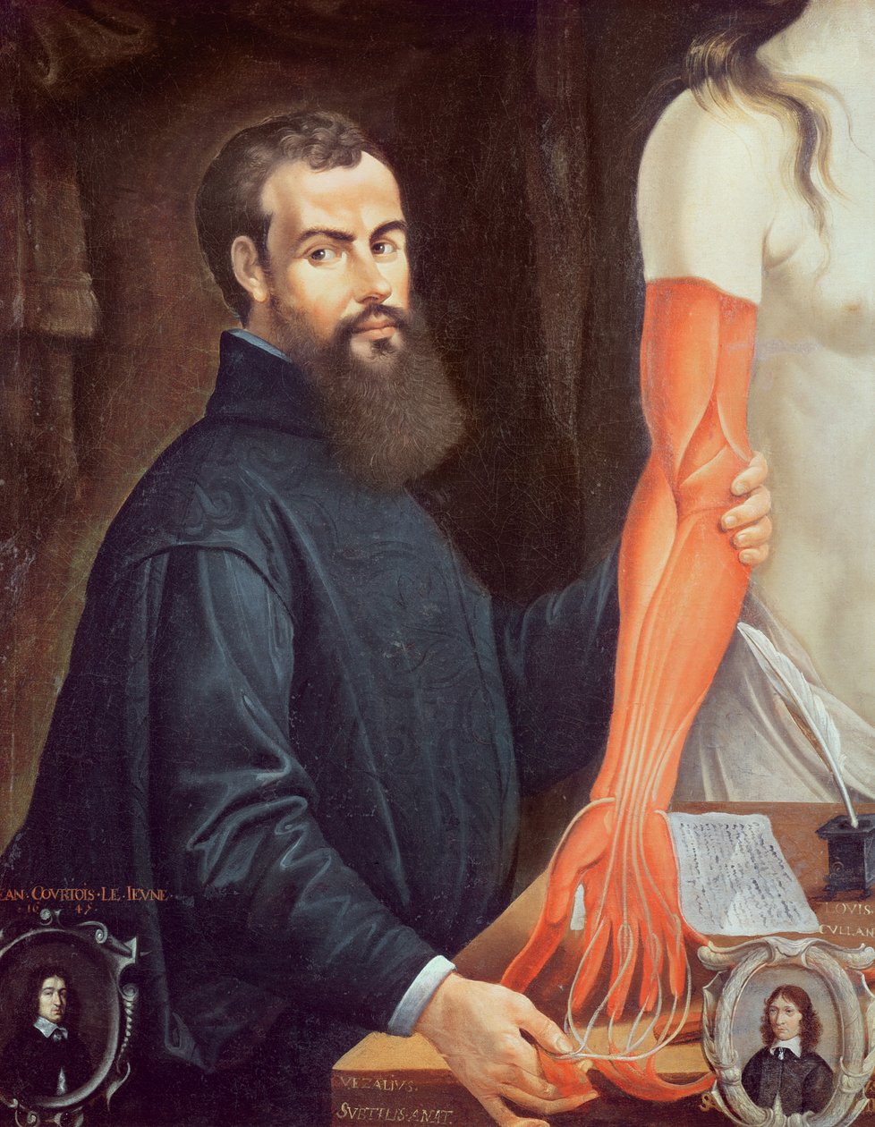 Andreas Vesalius (1514-64) af Pierre Poncet