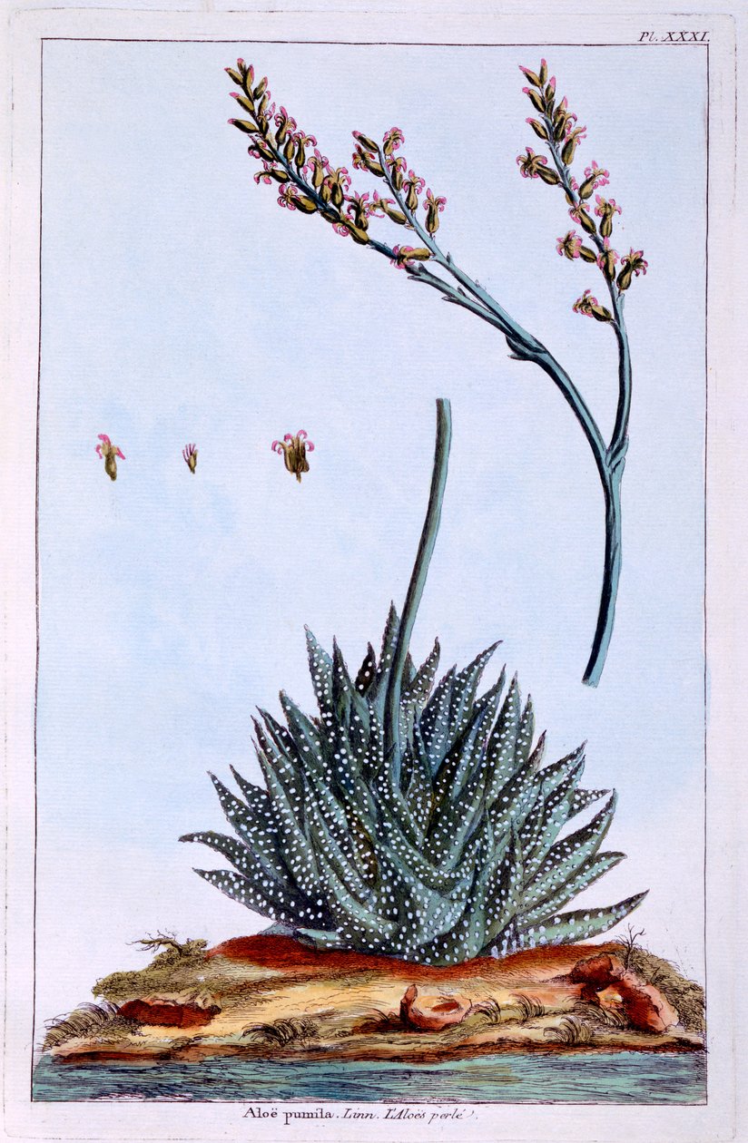 Aloe, illustration fra 