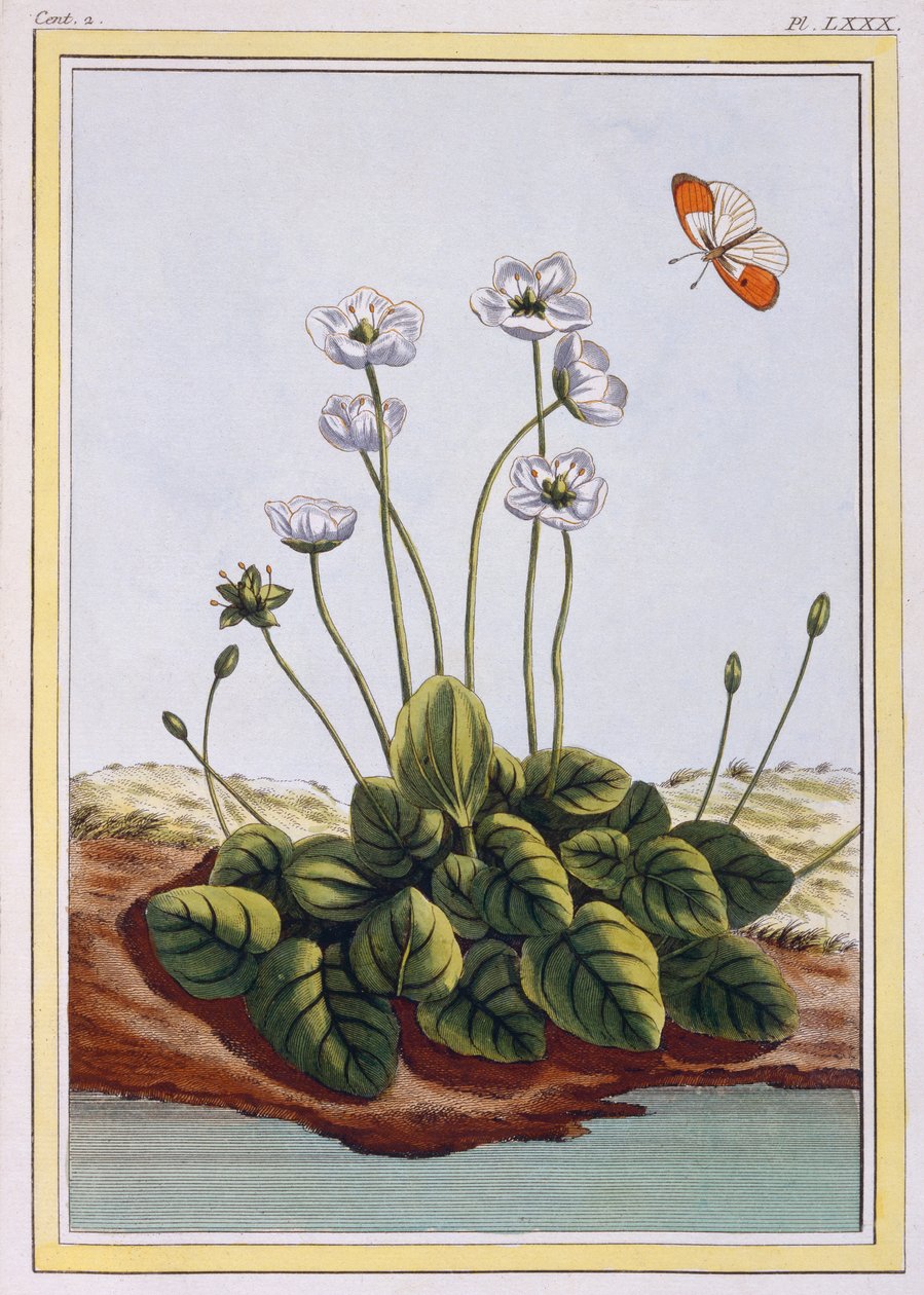 Chiendent de Parnasse (Parnassos græs), ca. 1776 (håndfarvet gravering) af Pierre Joseph Buchoz