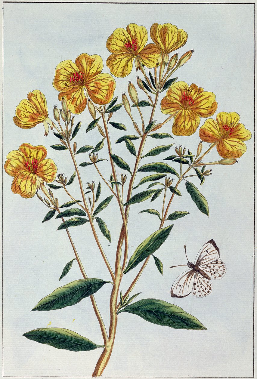 Primrose, plade 73 fra 