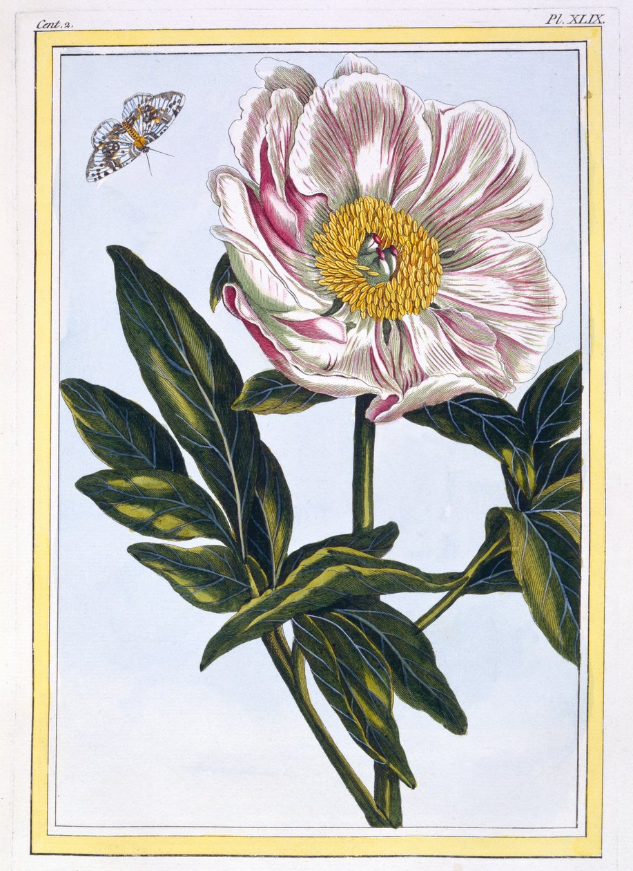 Kødfarvet almindelig pæon, ca. 1766 (håndfarvet gravering) af Pierre Joseph Buchoz
