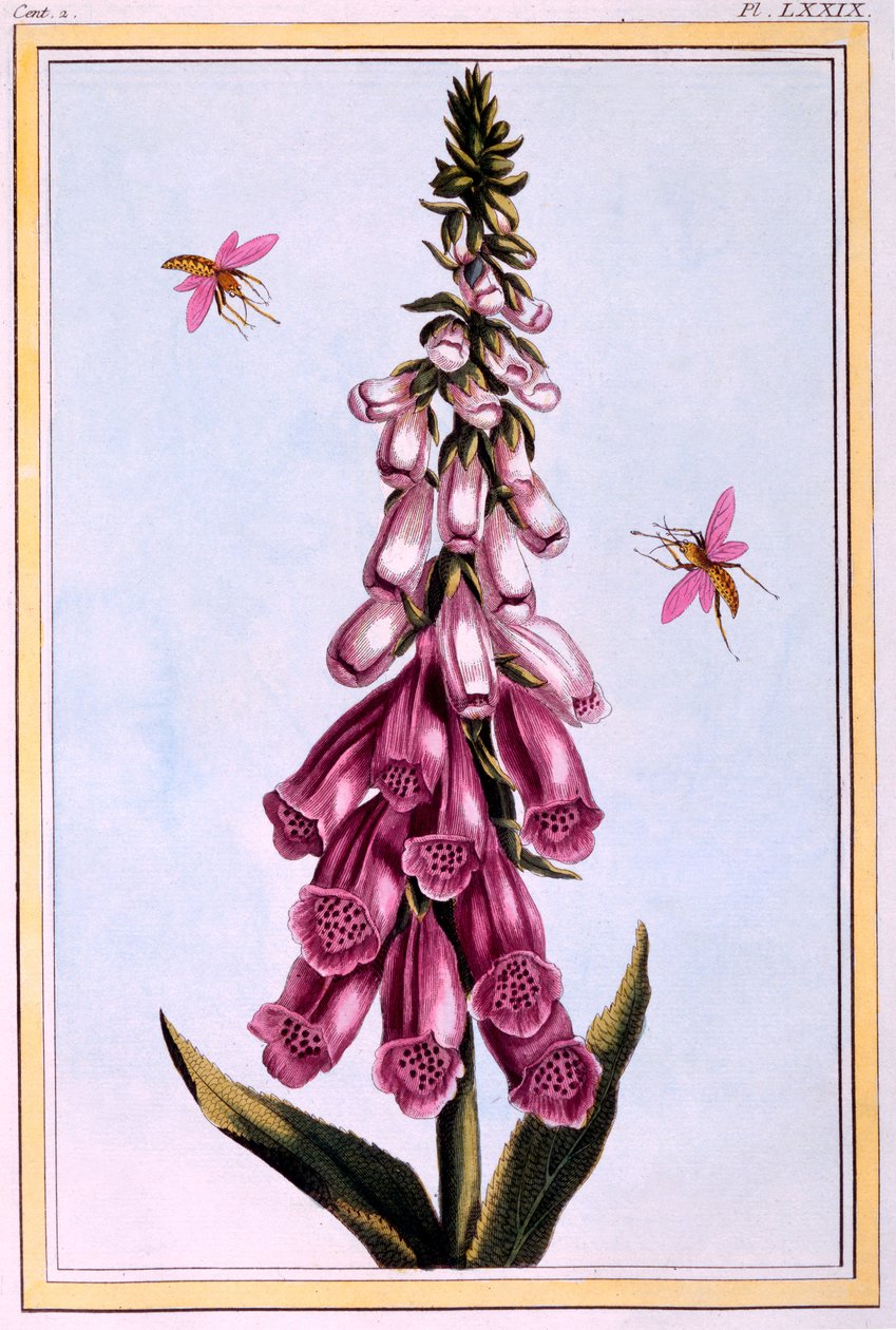 Foxglove Digitalis, illustration fra 