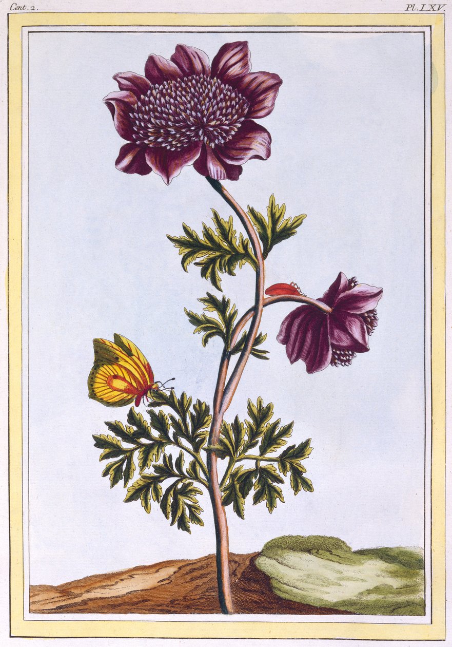 Have Anenome (Vindblomst), ca. 1776 (håndfarvet gravering) af Pierre Joseph Buchoz