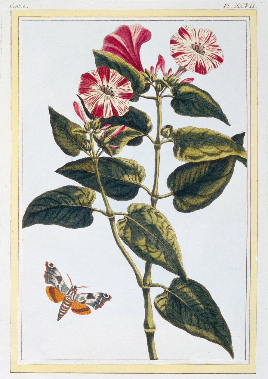 Morning Glory, ca. 1766 (håndkoloreret gravering) af Pierre Joseph Buchoz
