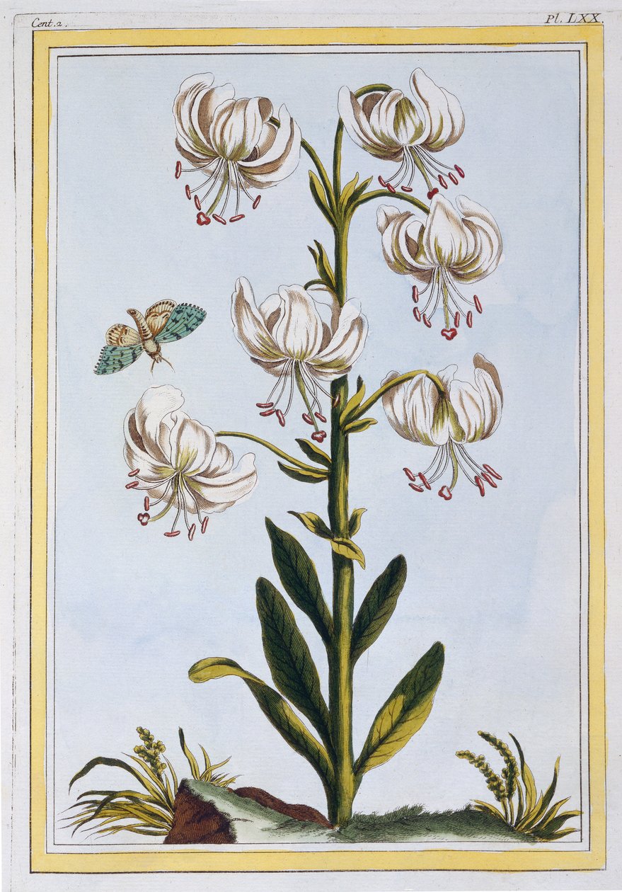 Turkscap Lily prob L. Martagan, Var: Album, ca. 1776 (håndkoloreret gravering) af Pierre Joseph Buchoz