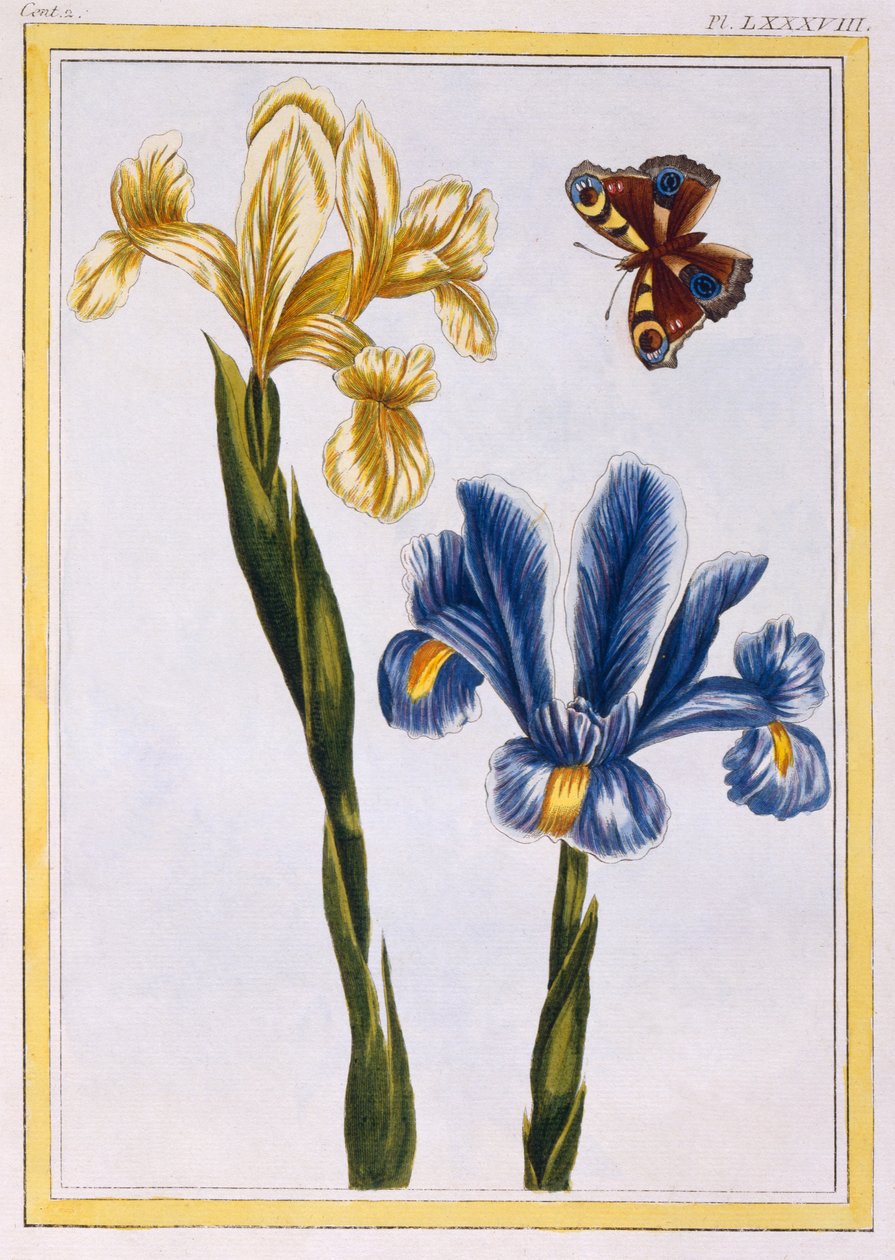 Gule og violette iriser, ca. 1776 (håndkoloreret stik) af Pierre Joseph Buchoz