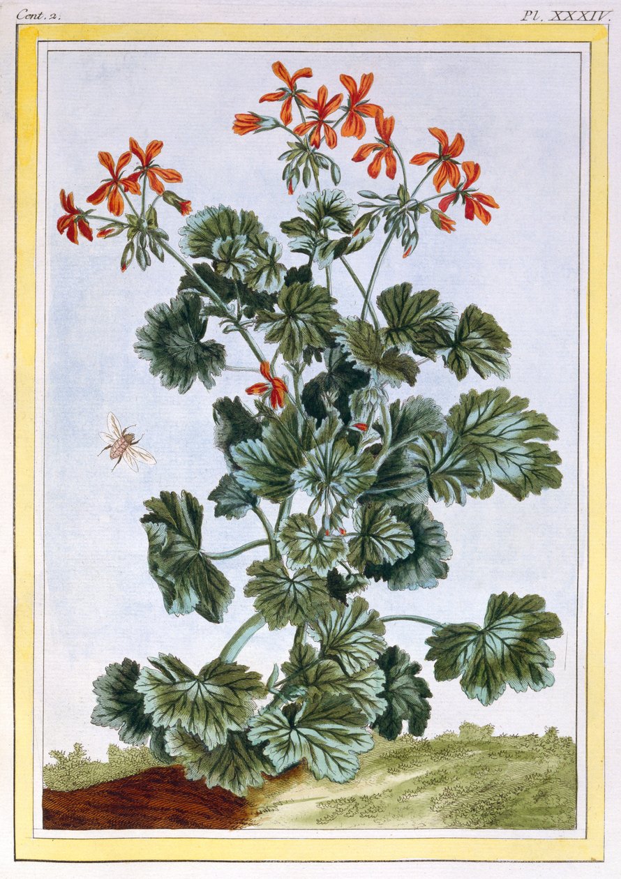 Gulblomstret Cranesbill, ca. 1776 (håndfarvet gravering) af Pierre Joseph Buchoz