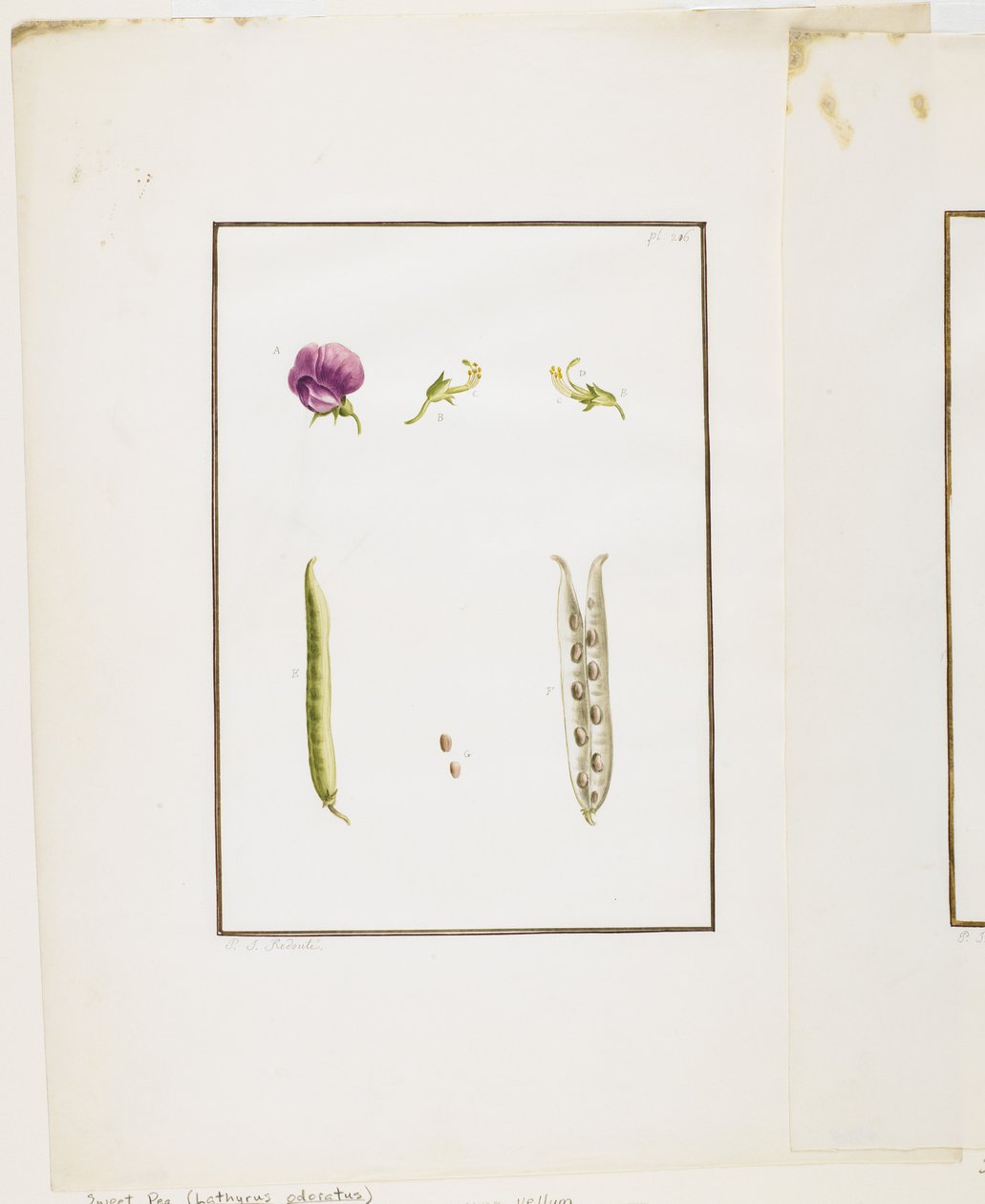 Botanisk dissektion: sød ært (Lathyrus odoratus), ca. 1778-90 (wc og grafit på papir) af Pierre Joseph Redouté