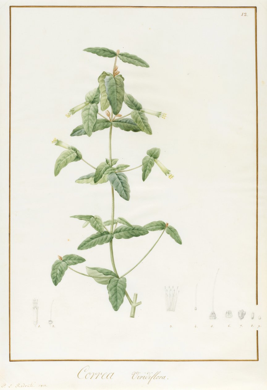 Correa Vieisiflora, 1811 (wc og kropsfarve over spor af grafit på vellum) af Pierre Joseph Redouté